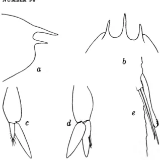 FIGURE 14.—Typton distinctus, new species, paratype, male, carapace length 3.2 mm: a, rostrum and antennal spine,  lat-eral view; b, same, dorsal view; c, right first pleopod; d, right second pleopod; e, appendix masculina and appendix interna