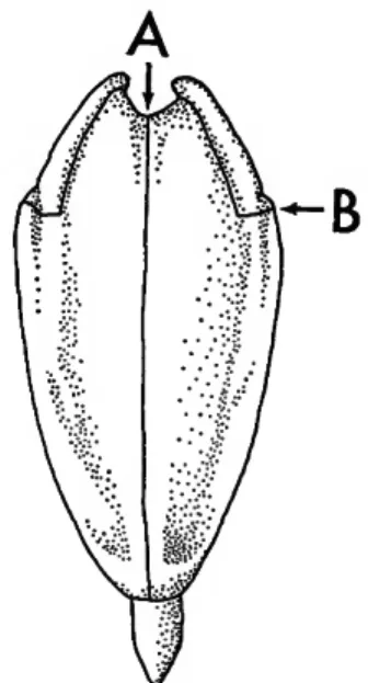 figure 1). Beyond the areole the plate is covered with small secondary tubercles. Those bordering the areole are slightly larger than the others, commonly forming a distinct scrobicular ring (Plate 6: figures 3, 4)