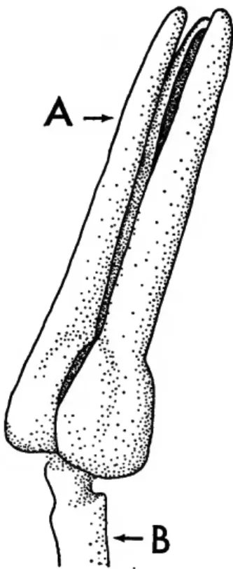 FIGURE 7.—A three-valve tridentate pedicellaria. The blade (A) is the slender upper portion of each valve