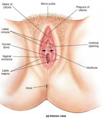 Gambar 2.3 Anatomi Organ Reproduksi Wanita
