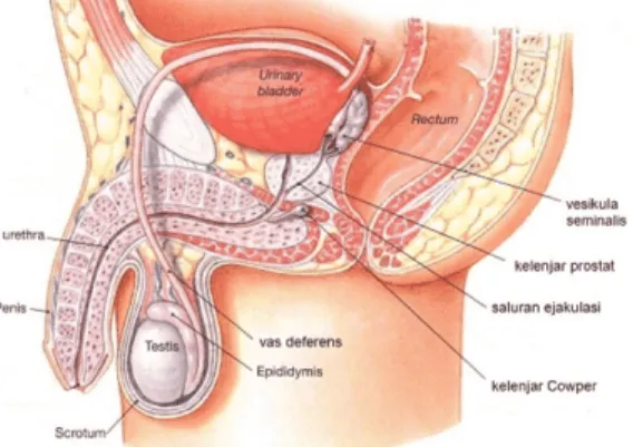 Gambar 2.1 Organ Reproduksi Pria Organ reproduksi pria meliputi: (Gambar 2.1)