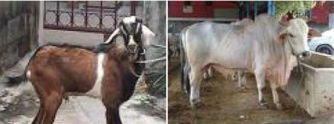 Gambar 6: Binatang halal 