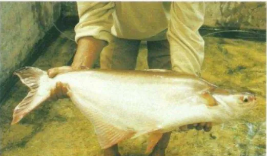 Gambar 1. Ikan Patin 