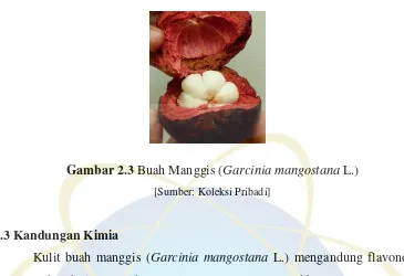 Gambar 2.3 Buah Manggis (Garcinia mangostana L.) 
