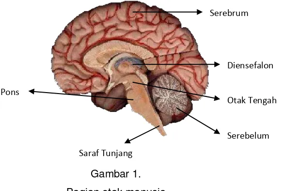 Gambar 1.  Bagian otak manusia 