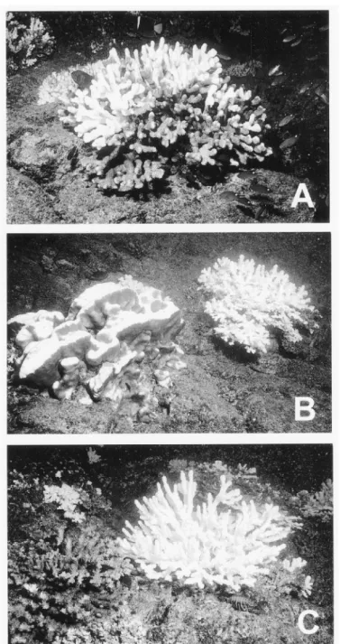 Figure 2. Bleaching variability in scleractinian corals at Uva Island, Gulf of Chiriqui, 15 October  1997