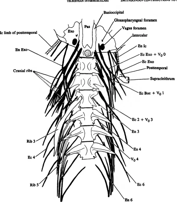 PDF The Intermuscular Bones and Ligaments of Teleostean Fishes