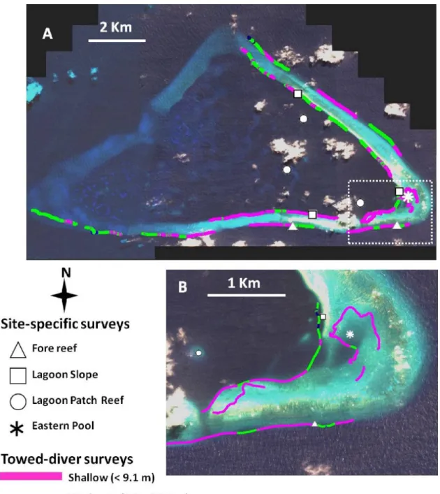 Figure 2 . (a) Location of towed-diver and site-specific surveys at Kingman Reef in 2004