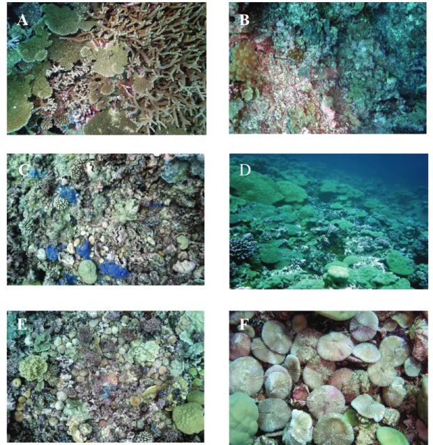 Figure 3 . Benthic communities in 5 habitats at Kingman Reef. (a) Fore-reef slope (b) Lagoon slope (c)  Reef flat (d) Lagoon patch reef (e, f) Eastern lagoon pool