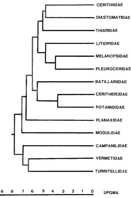 FIG. 3.  Phenogram based on UPGMA and employing the same data used to construct the  cladogram in Fig 2