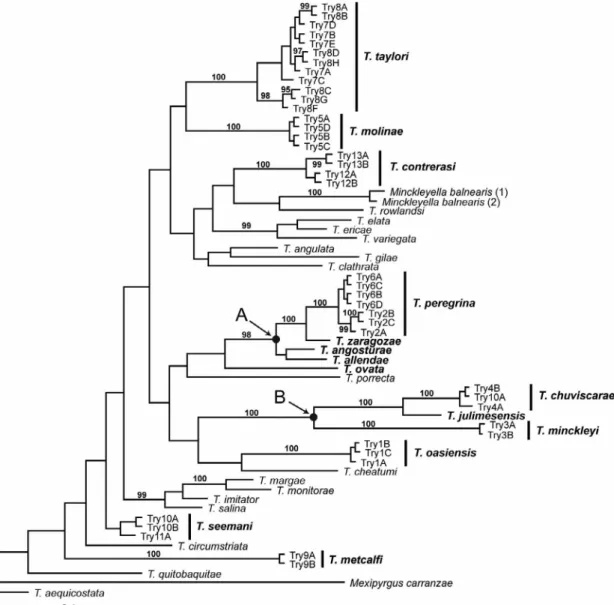 FIGURE 2. Bayesian tree based on the COI dataset. Posterior probabilities are provided when >95%