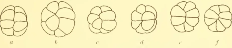 fig. a., compare fig. 10, Plate V, and also Henneguy's (1888) fig. 39.