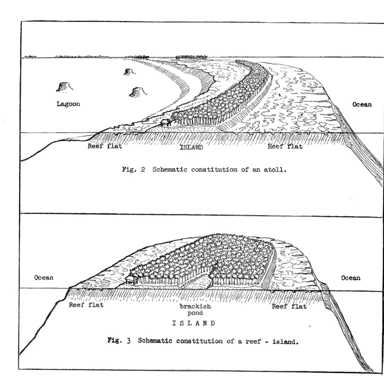 Fig.  2  Schematic constitution of  an  atoll. 