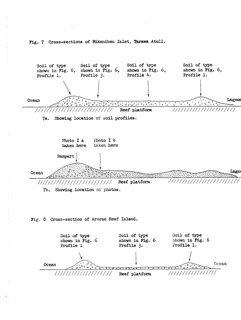 Fig.  7  Cross-sections  of  Bikenibeu  I s l e t ,   Tarawa  A t o l l .  