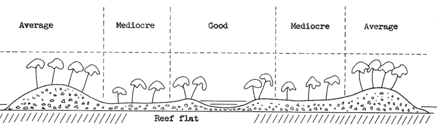 Fig.  a2  Cross-section  of  a t o l l  i s l e t   showing  t y p i c a l  location  of  main  economic  p l a n t s ,  