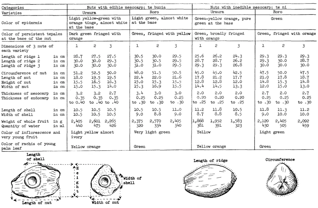 TABLE  111.  V a r i e t i e s   of  Coconuts  on  Tarawa  A t o l l .  