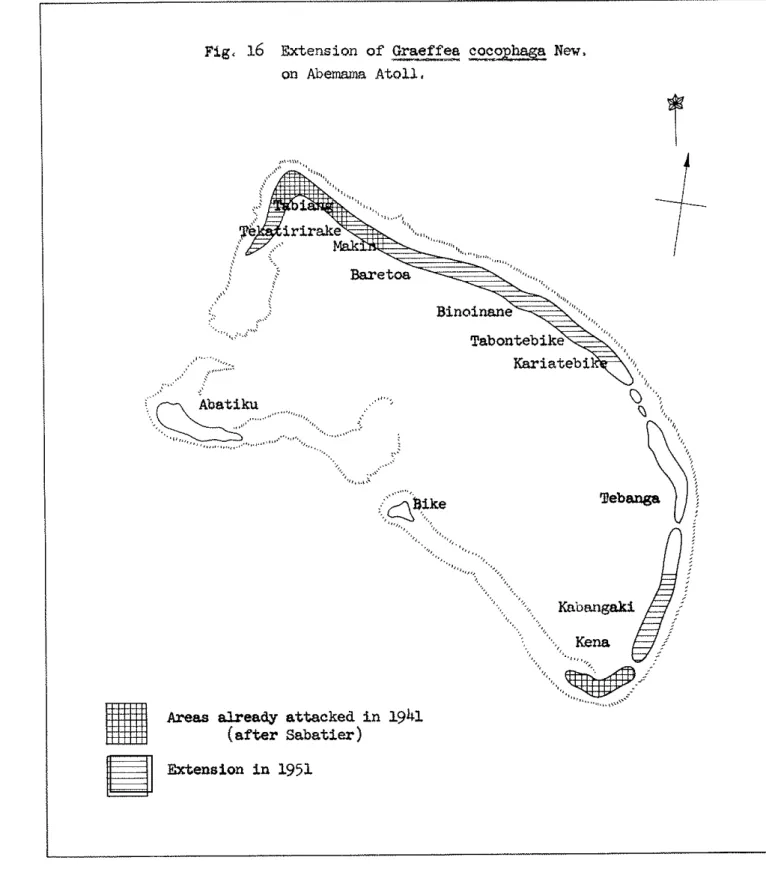 Fig, 16  Extension of Graeffea  cocophaga  New,  on  Abemamn.  A t o l l .  