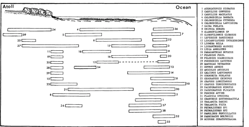 Table  E  :  Repartition of  the crustacean fauna on the sheltered outer reef. 