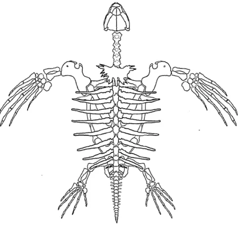 Abb. 50: Skelett einer adulten Dermochelys coriacea. Links Dorsal-, rechts Ventralansicht