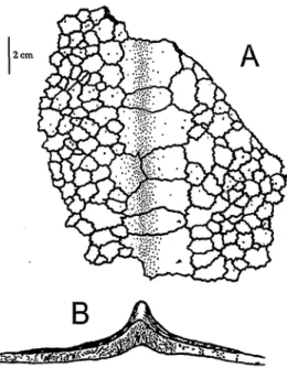 Abb. 51: Teil des epithecalen Panzers einer Dermochelys coriacea in Ventralansicht (A)