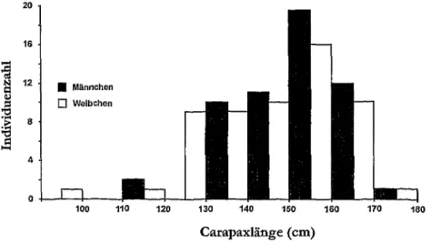 Abb. 45: Carapaxlangen von Dermochelys coriacea von der franzosischen Atlantikkiiste  (n = 114); nach DUGUY (1997)