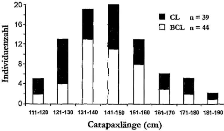 Abb. 46: Carapaxlangen von Dermochelys coriacea aus dem Mittelmeer. BCL: Bandmafi-  Carapaxlange, CL: Carapaxlange ohne Angabe, ob es sich um Band- oder StockmafJ 