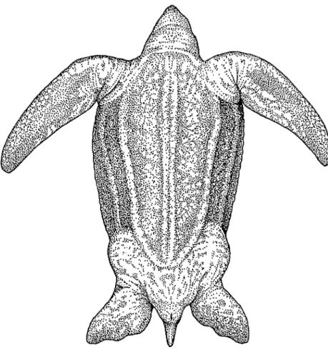 Abb. 47b: Adulte Dermochelys coriacea in Ventralansicht; Original J. MORAVEC. 