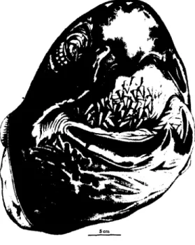 Abb. 48t Kopf einer Dermocbelys coriacea mit geoffhetem Maul. Man beachte die zahlrei-  chenhakenformigen Papillen am Gaumendach und Mundboden; aus SCHUMACHER (1973)