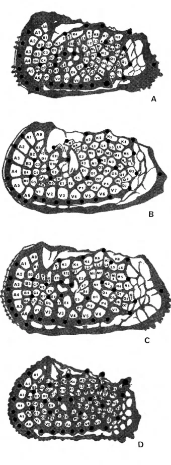 FIGURE 6.—Reticular silhouettes of (A) Agrenocythere gos- gos-noldia, new species;  ( B ) A