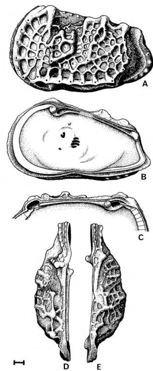 FIGURE 39.—Agrenocythere americana, new species, adult,  female (USNM 168381) : (A) exterior of left valve with the  order of the fossae in the ballium and the locations of the  pore conuli indicated;  ( B ) the interior of the right valve  showing the mus