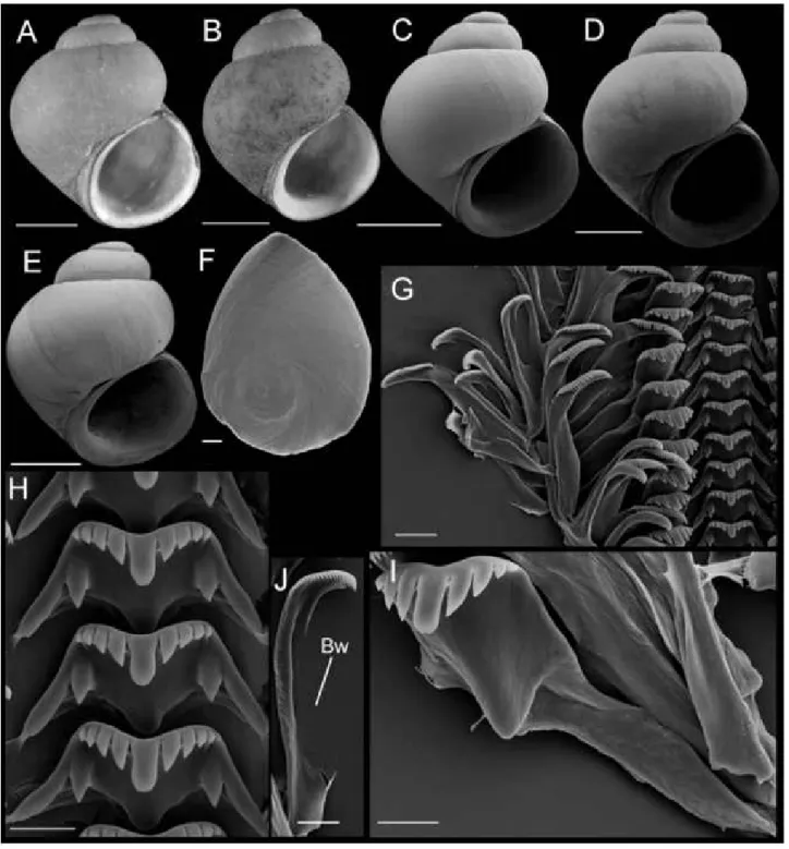 Figure 8. Shells, opercula, and radula of Fluminicola fremonti. A, holotype (USNM 1020660)