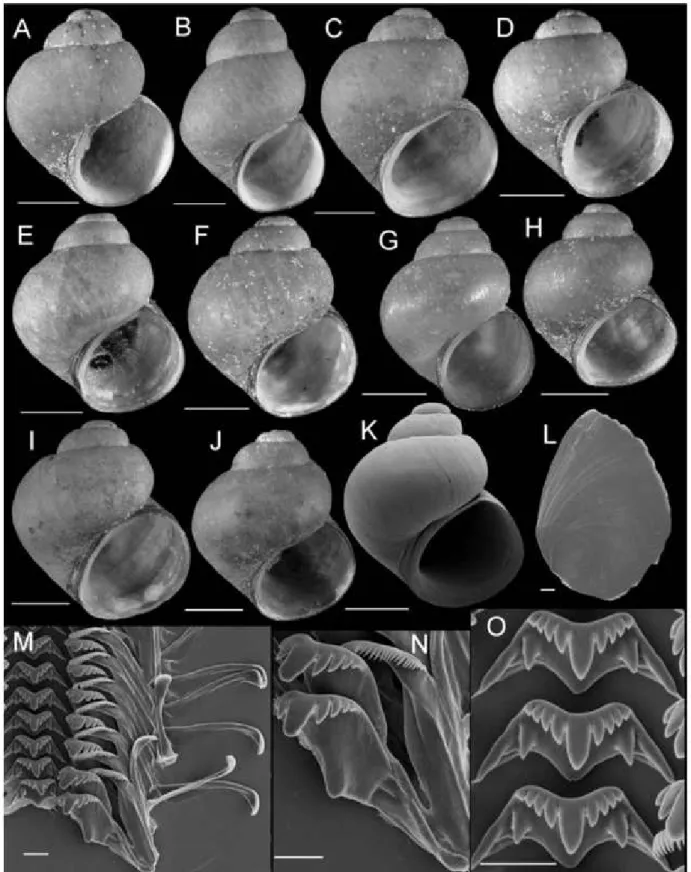 Figure 10. Shells, opercula, and radula oiFluminicola warnerensis. A, holotype (USNM 1020652)