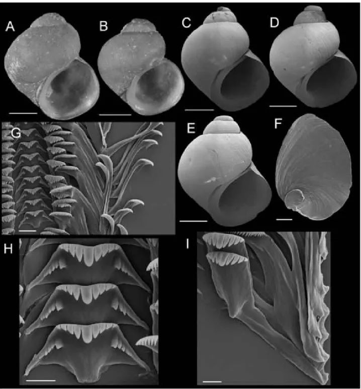 Figure 11. Shells, opercula, and radula of Fluminicola lunsfordensis. A, holotype (USNM 1020688)