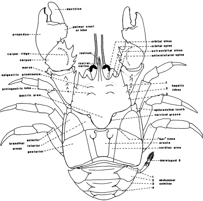 FIGURE 2.—Schematic view of a typical aeglid crab (based on an adult male A. platensis).