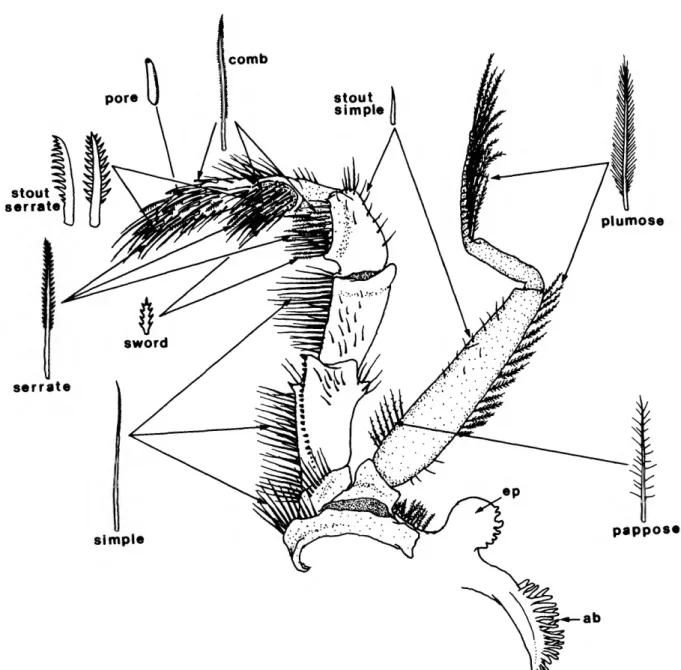 FIGURE 8.—Third maxilliped of A. platensis, inner surface, with setal types mentioned in descriptions of aeglid mouthparts
