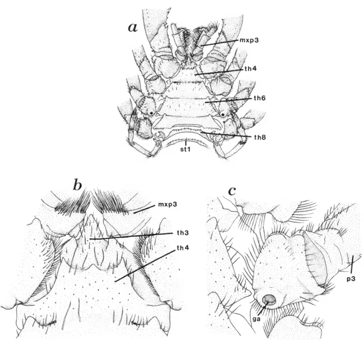 FIGURE 10.—Ventral view of thorax of A. platensis: a, ventral view of thorax showing last thoracic segment unfused and first abdominal sternum; b, high magnification of sternum of thoracic segment four showing median tubercle; c, high magnification of coxa