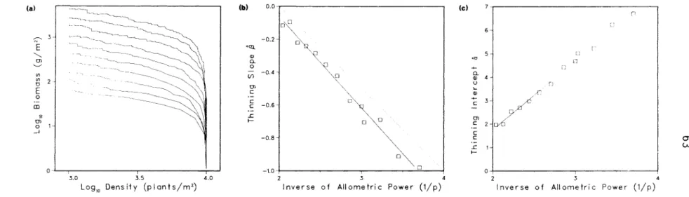 Figure  3.3.  Effect  of  the  allometric  power,  p,  on  the  self-thinning  line.  (a)  shows  13  simulations  with  p  values  between  0.27  (highest  curve)  and  0.49  (lowest  curve)