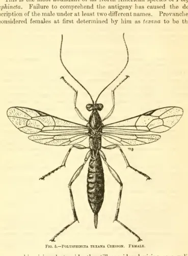 Fig. 5.— Poltsphincta texana Cresson. Female.