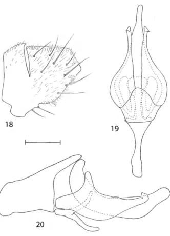 FIGURE 21 (right).—Distribution map for Nostima cinnamea. new species.