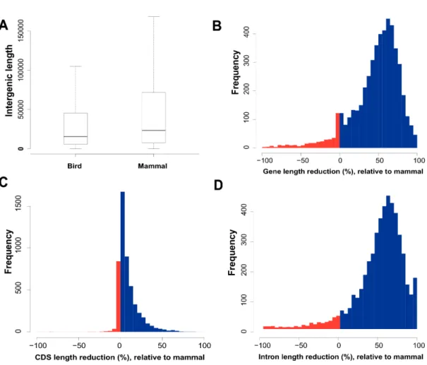 Fig. S9. Comparison of gene features between birds and outgroups. (A) gene length; 
