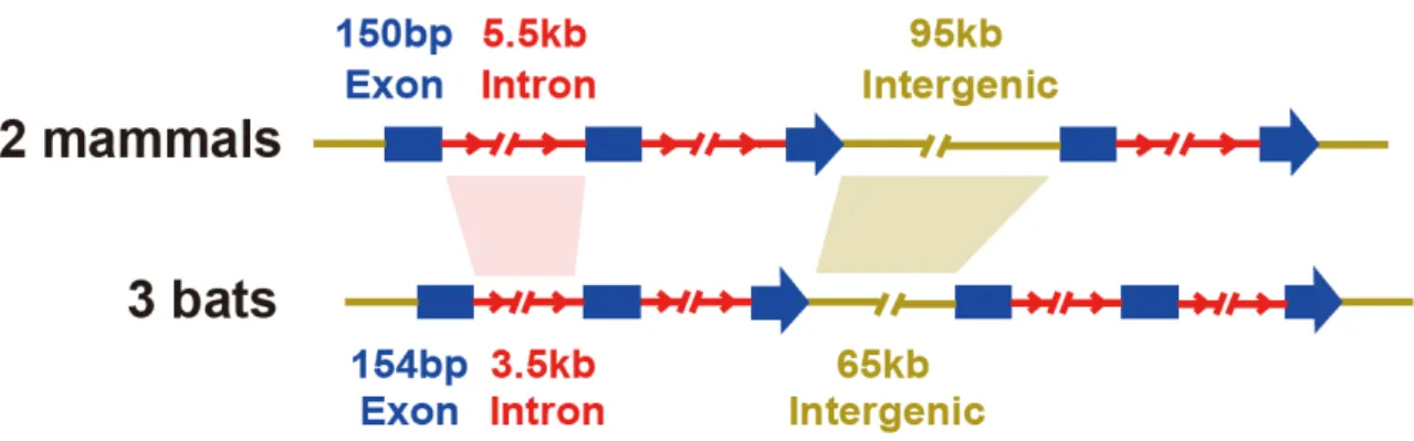 Fig. S11. Comparison of gene features between 3 bats and non-bat mammals. 