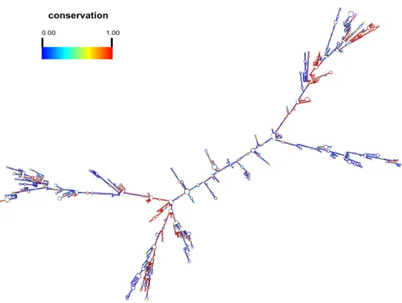 Fig. S21  Predicted secondary structure of cyrano lncRNA gene. The structure was  predicted by RNAfold on Vienna RNA server  (http://rna.tbi.univie.ac.at/cgi-bin/RNAfold.cgi),  using minimum free energy (MFE) method
