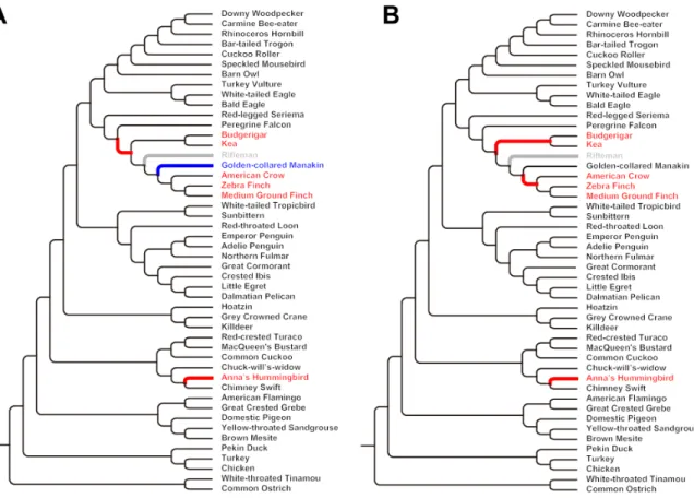Fig. S22.  Hypothesis used to test for convergent evolution of vocal learning.  Phylogenetic  trees showing the two different parsimonious hypotheses with (A) two independent gains and (B)  three independent gains of the  vocal learning trait