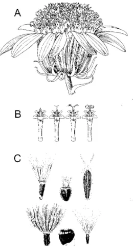 Figure 5.4 Characters of the Compositae. A, The head with ray florets arranged around the perimeter, disk  florets in the center, and involucral bracts surrounding the outer florets