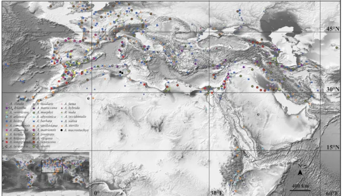 Figure 1.  The diversification centre for 28 species of Avena (only A. abyssinica in eastern Africa and  western Asia) 5,24,25  in the Mediterranean Basin using software Adobe Photoshop CS6