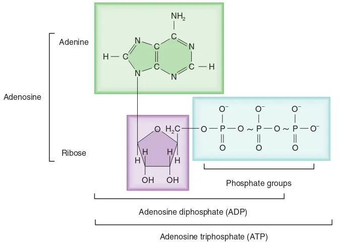 54CHAPTER 2Figure 2.25Everyday Chemistry of Life