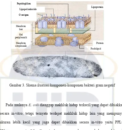 Gambar 3. Skema ilustrasi komponen-komponen bakteri gram negatif 