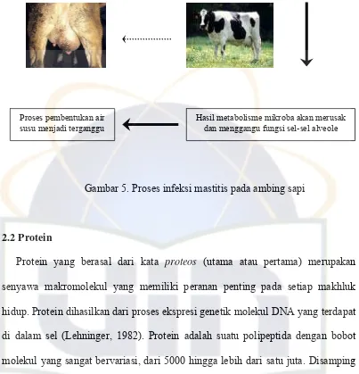 Gambar 5. Proses infeksi mastitis pada ambing sapi 