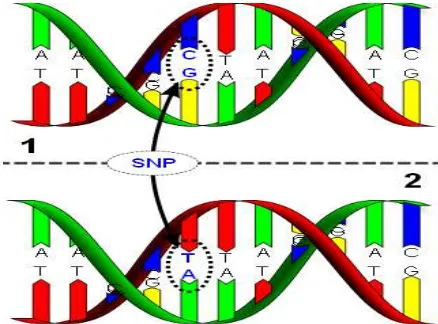 Gambar 2.  Ilustrasi SNP pada struktur heliks DNA ( Deoxiribose Nucleid Acid)  Sumber : Wikipedia