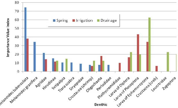 Figure 2. Important Value of Macrobenthic in three types of drainage at the Ngenep Village